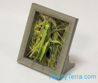 Collectible frame "Grasshopper"